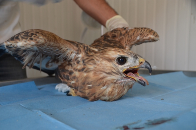 Hakkari'de veteriner hekim yabani hayvanlara şifa dağıtıyor